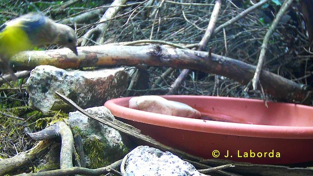European Goldfinch - ML647171547