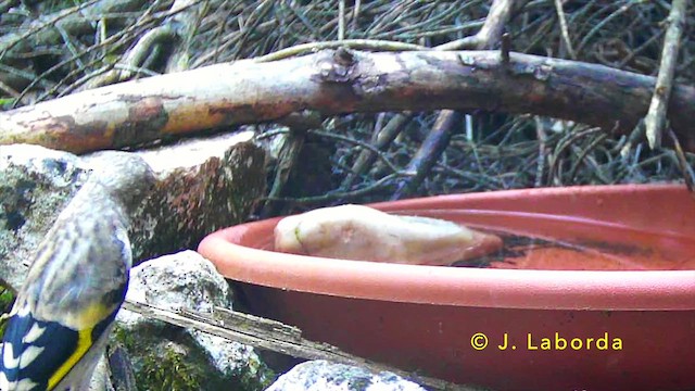 European Goldfinch - ML647171548