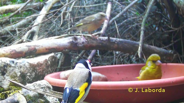 European Goldfinch - ML647171549