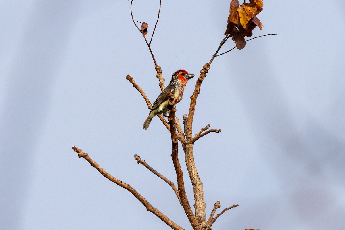 Vieillot's Barbet - ML647171558