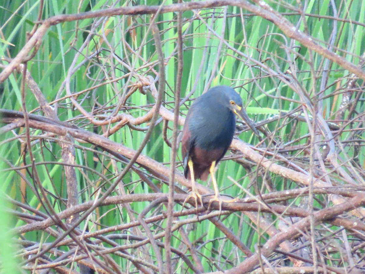 Rufous-bellied Heron - ML647171566