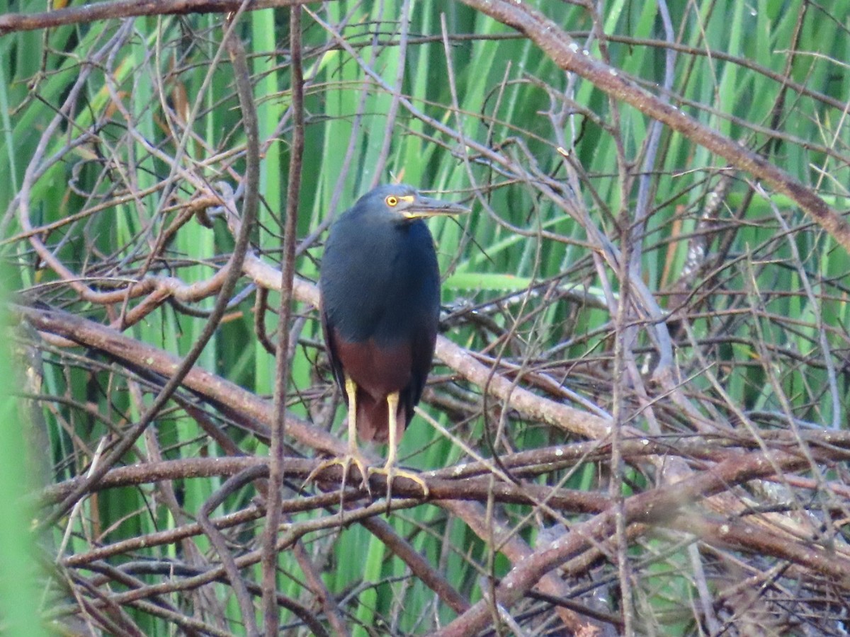 Rufous-bellied Heron - ML647171567