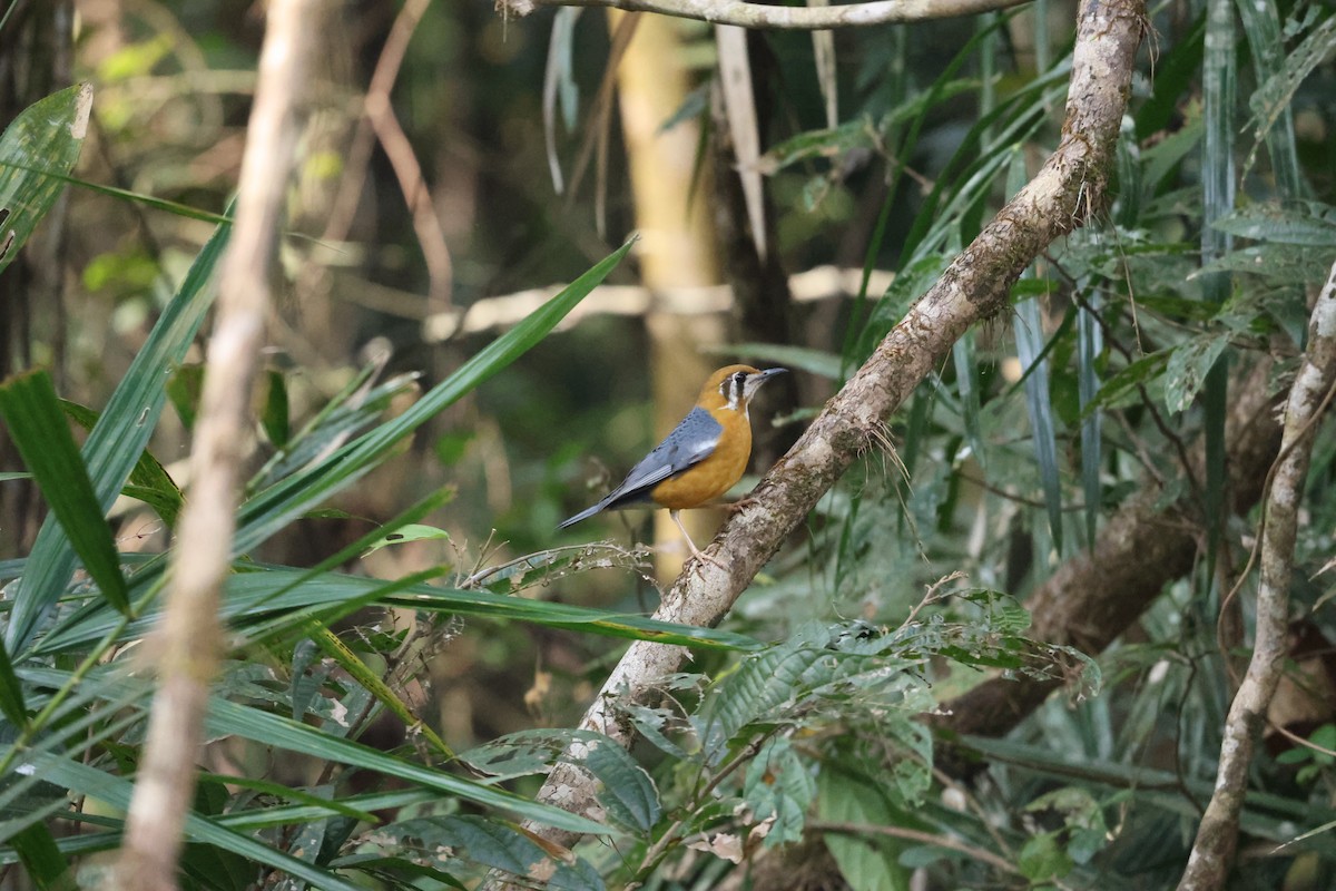 Orange-headed Thrush - ML647171568