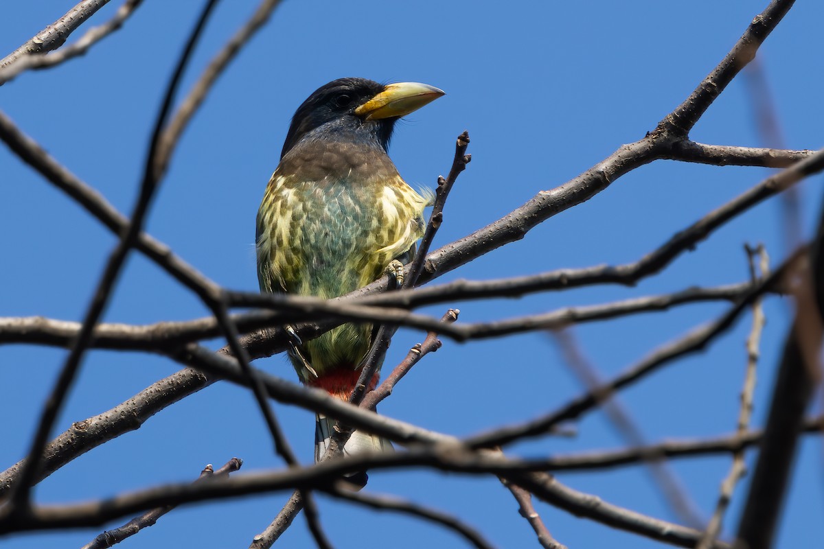 Great Barbet - ML647171575