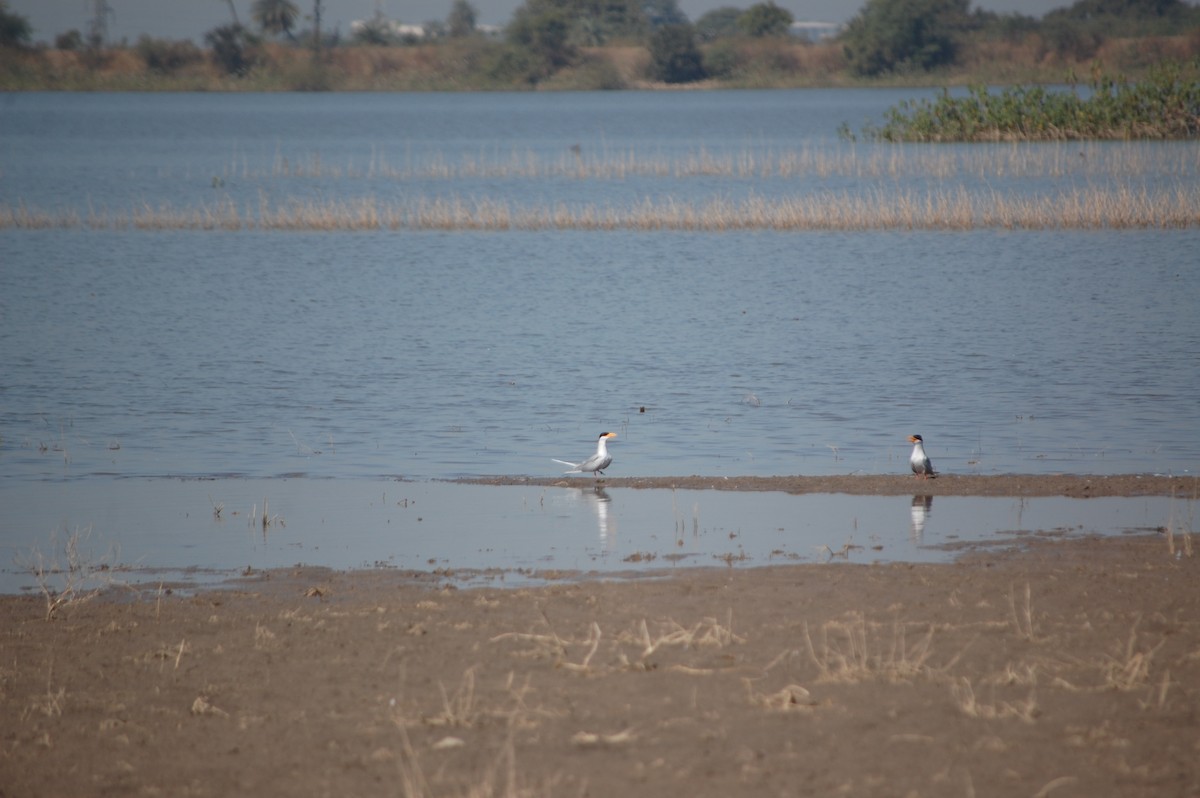 River Tern - ML647171578