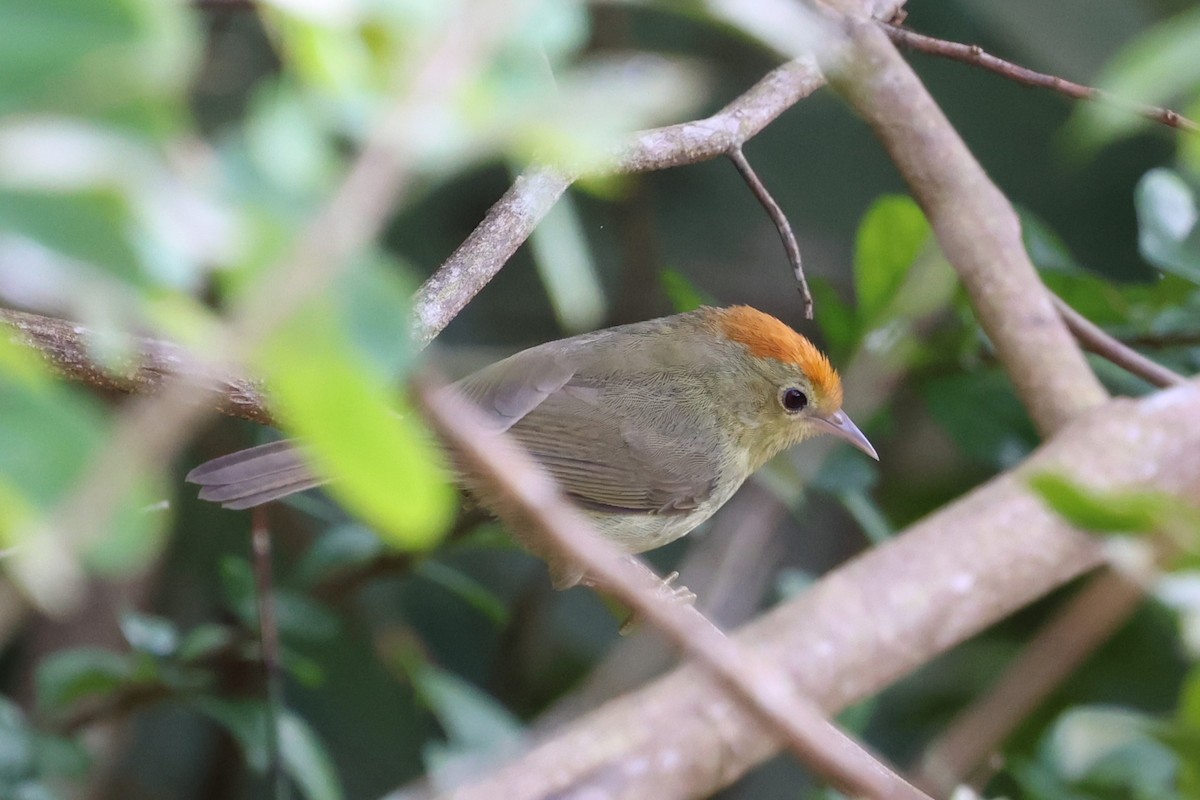 Rufous-capped Babbler - ML647171579