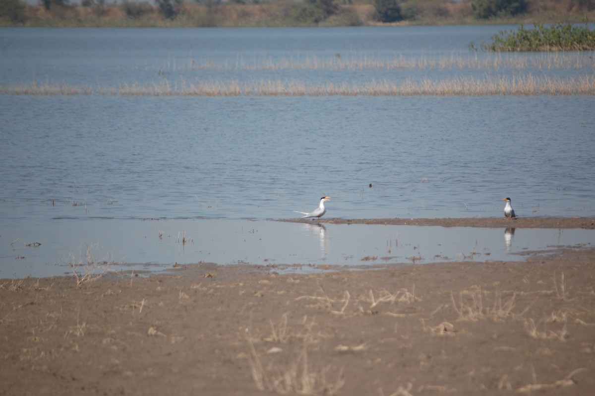 River Tern - ML647171580