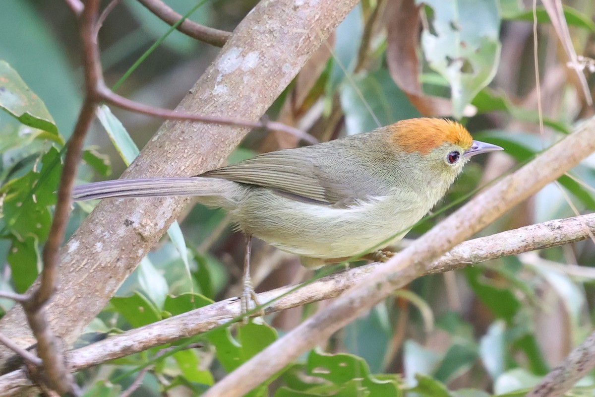 Rufous-capped Babbler - ML647171581