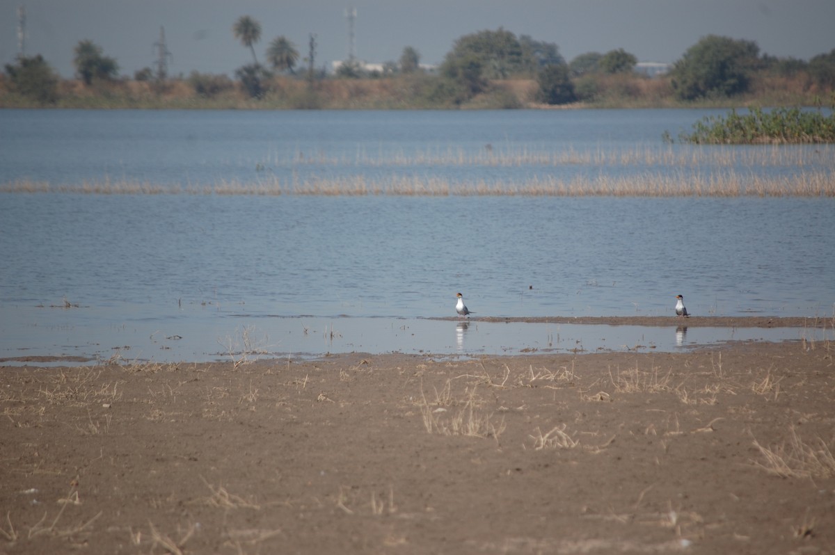 River Tern - ML647171582