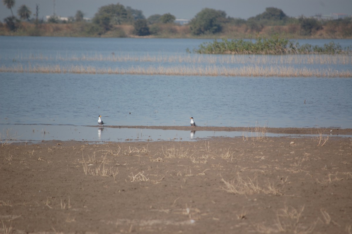 River Tern - ML647171583