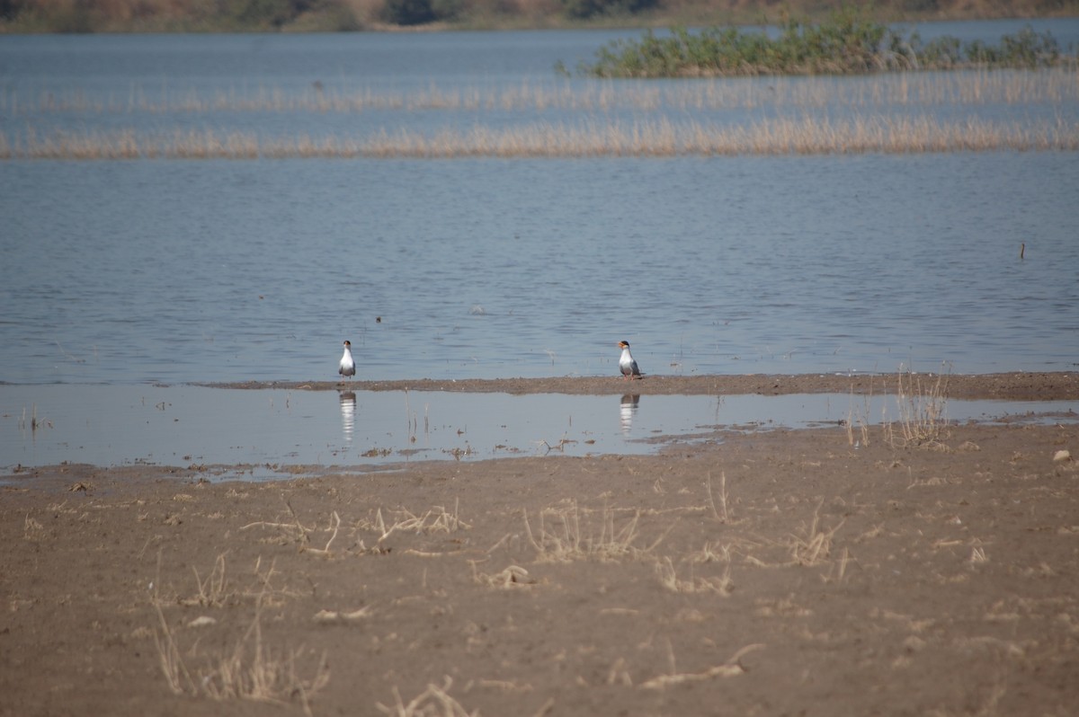 River Tern - ML647171584
