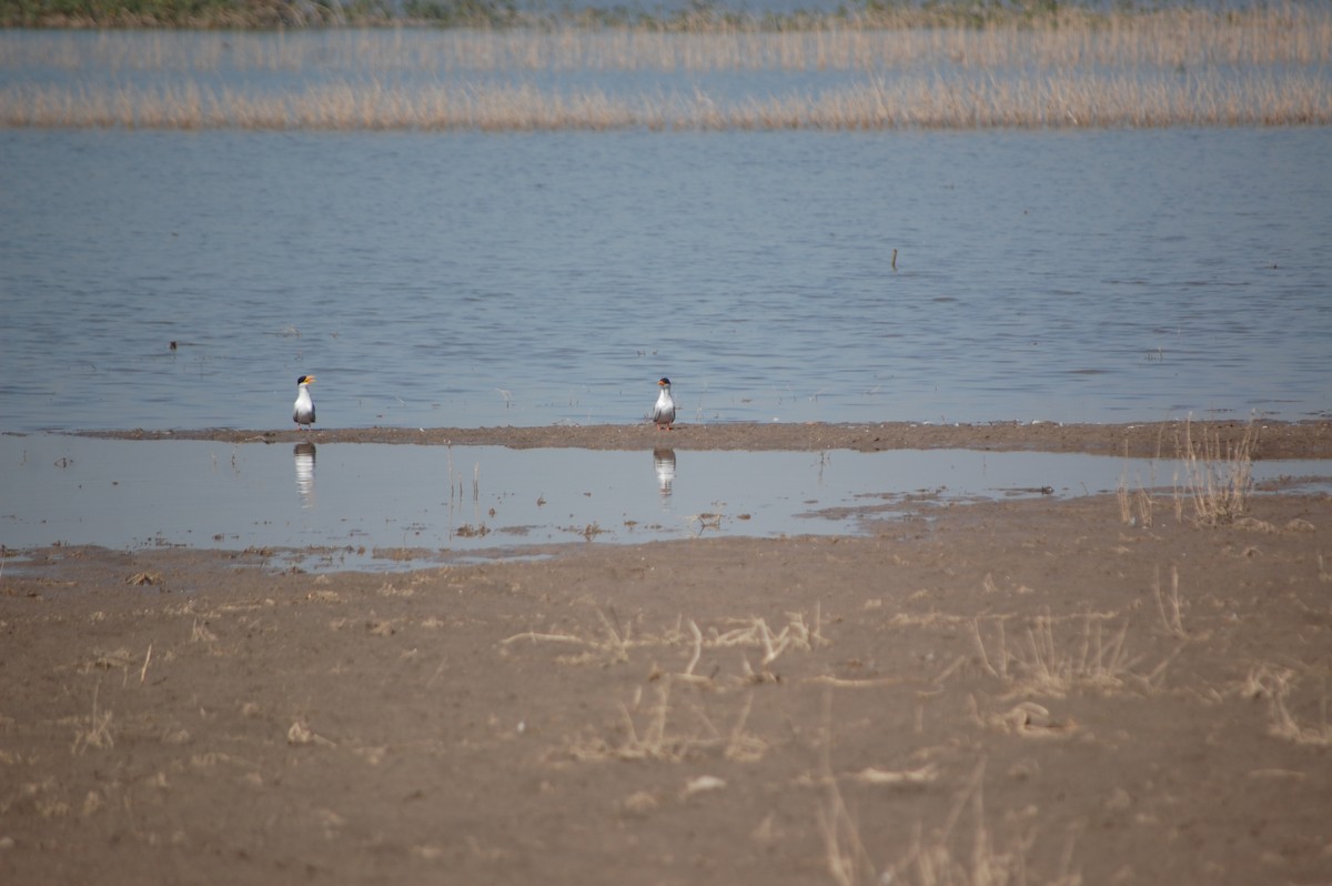 River Tern - ML647171585