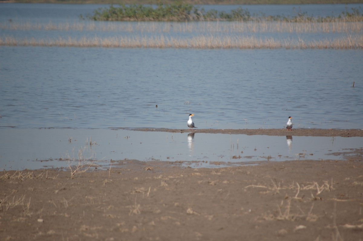 River Tern - ML647171586