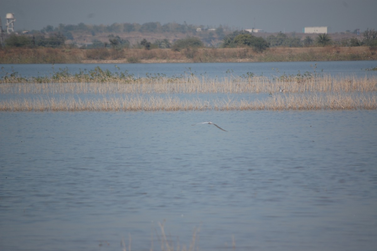 River Tern - ML647171587