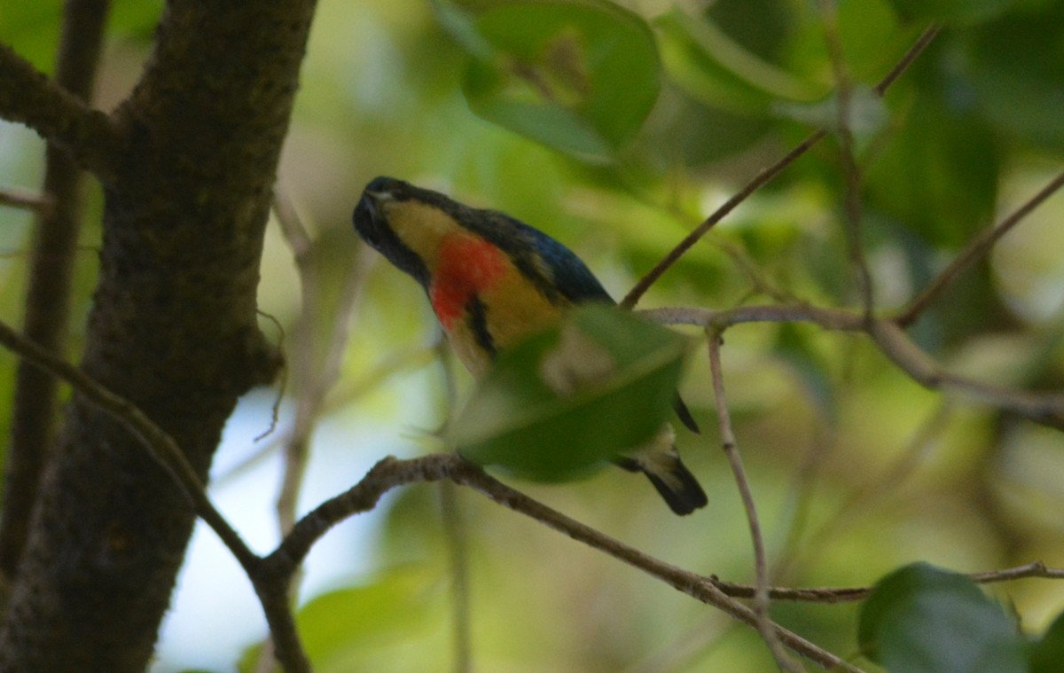 Fire-breasted Flowerpecker - ML647171588