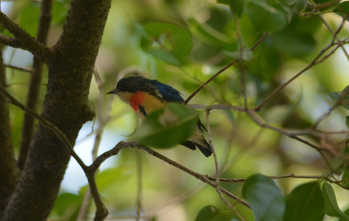 Fire-breasted Flowerpecker - ML647171589
