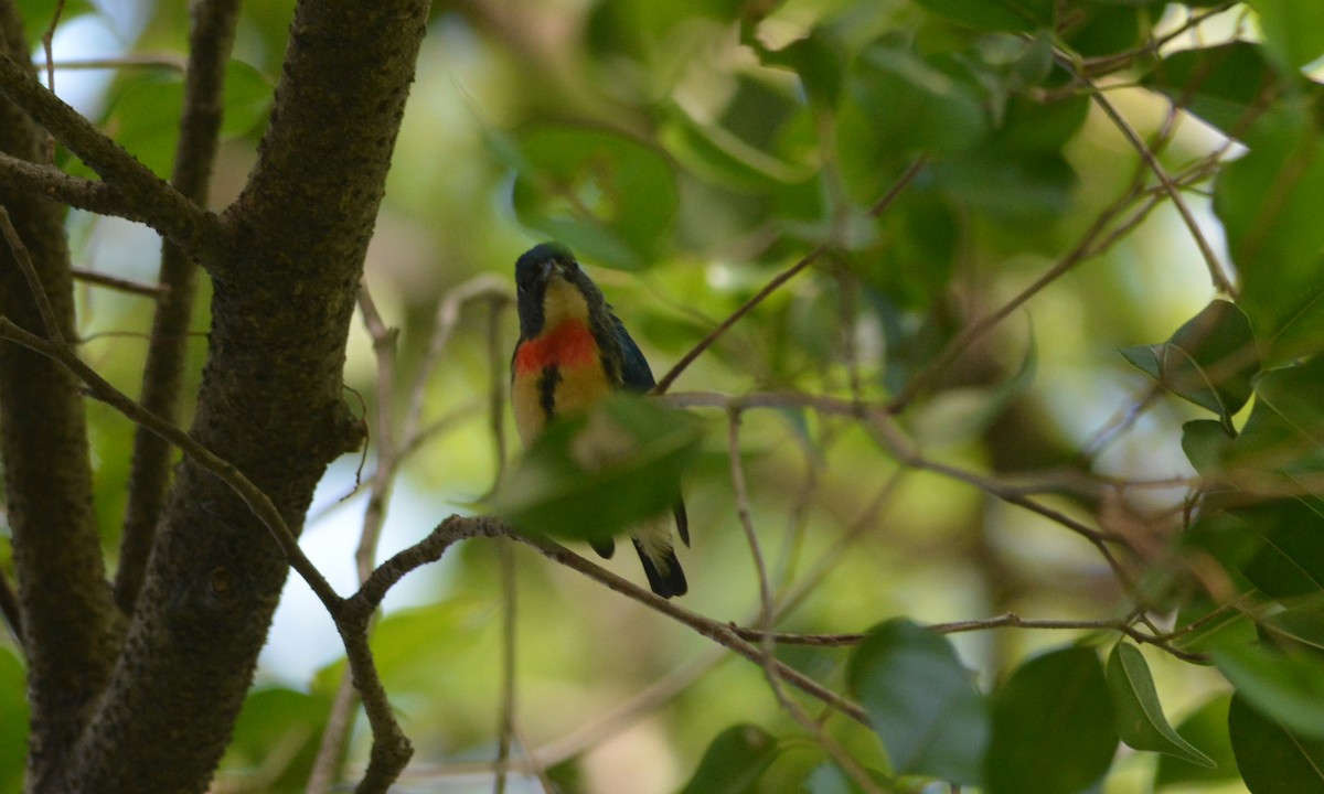 Fire-breasted Flowerpecker - ML647171590