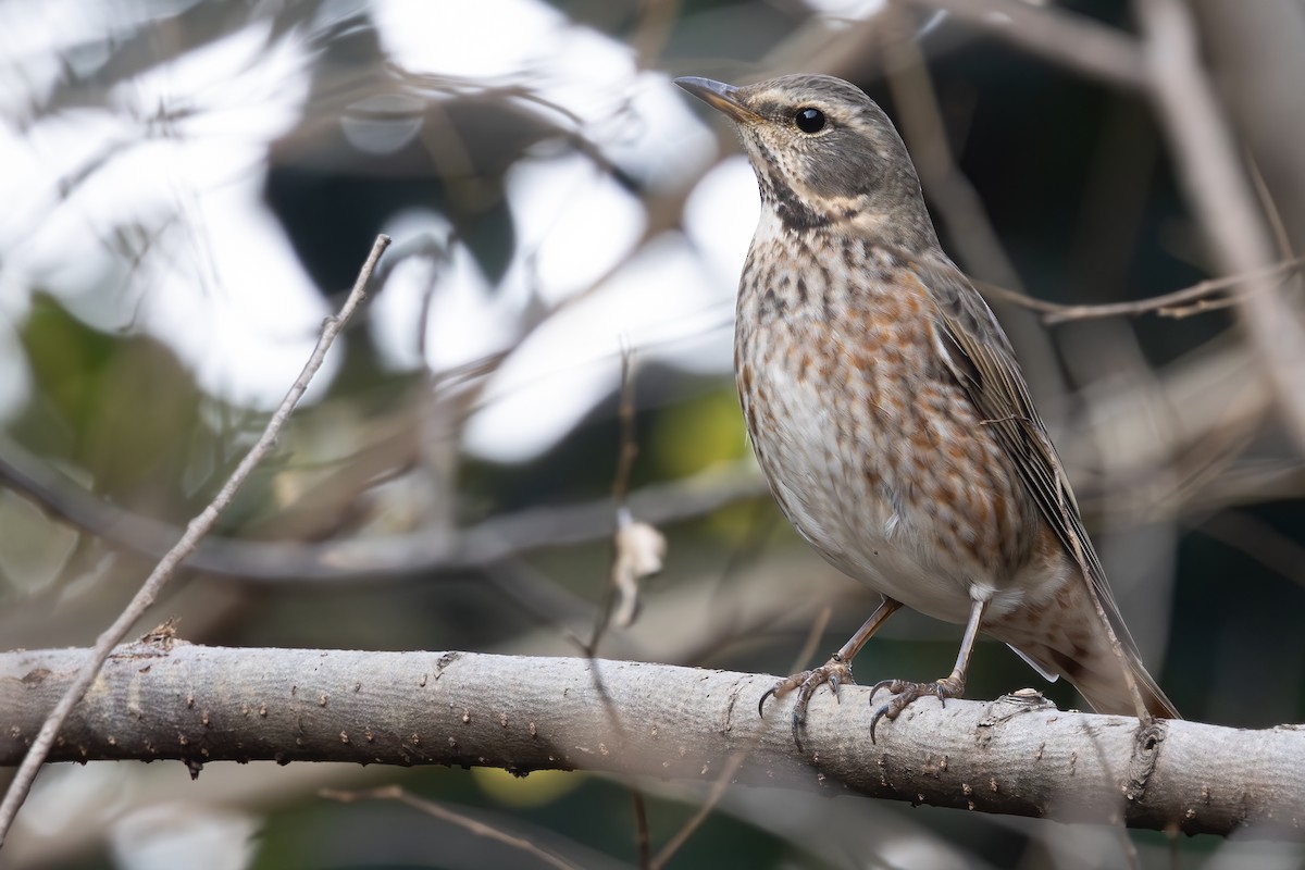 Dusky/Naumann's Thrush - ML647171592