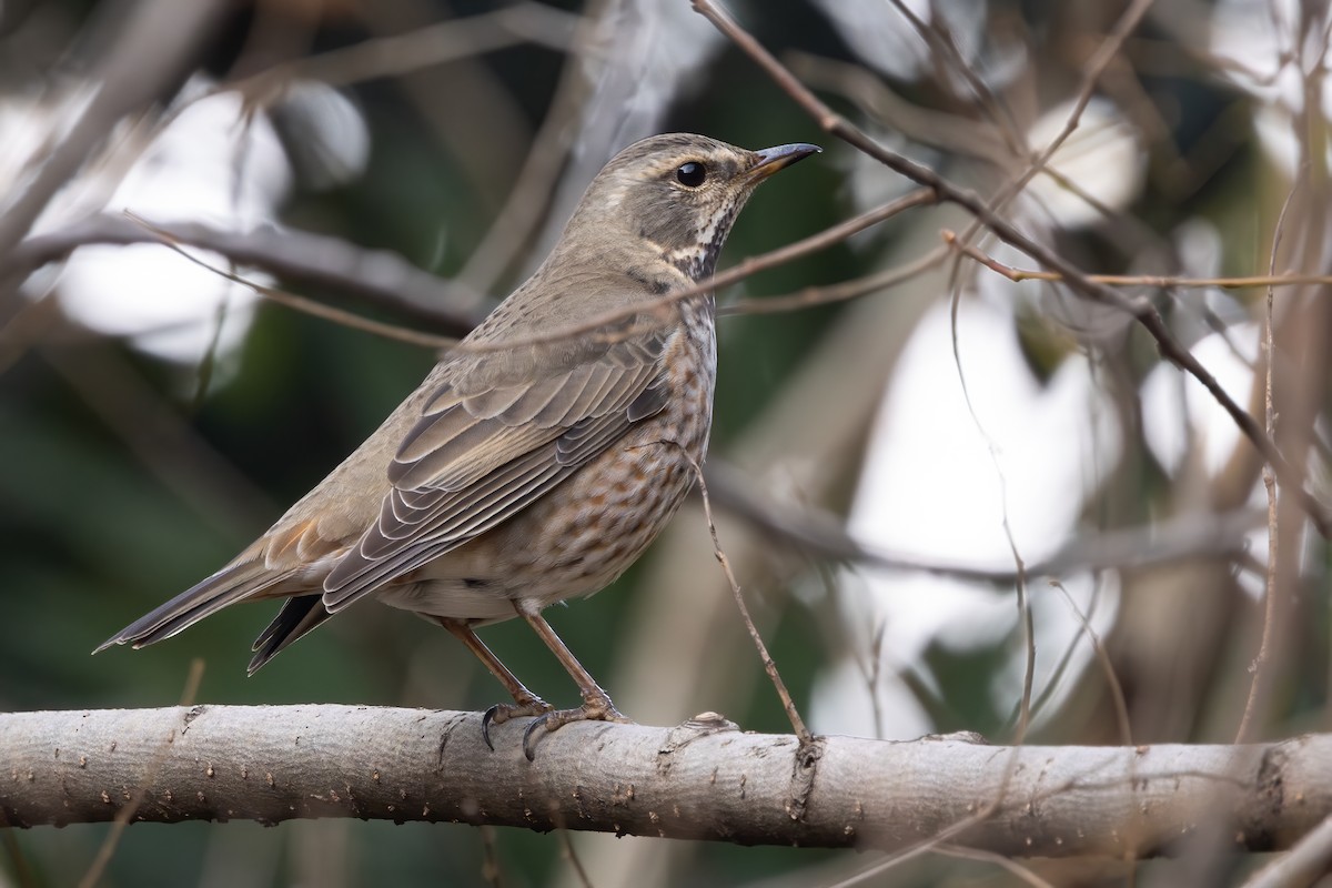 Dusky/Naumann's Thrush - ML647171595