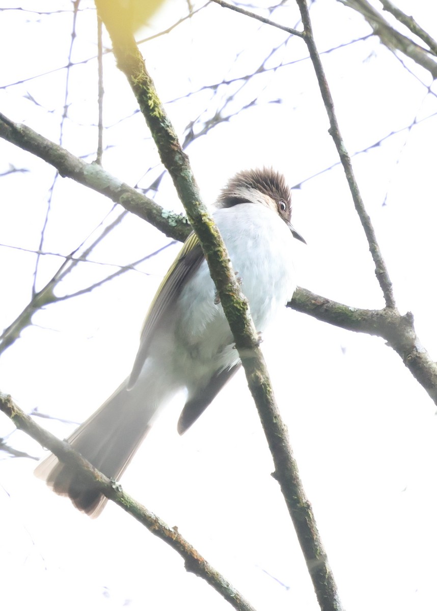 Ashy Bulbul - ML647171597