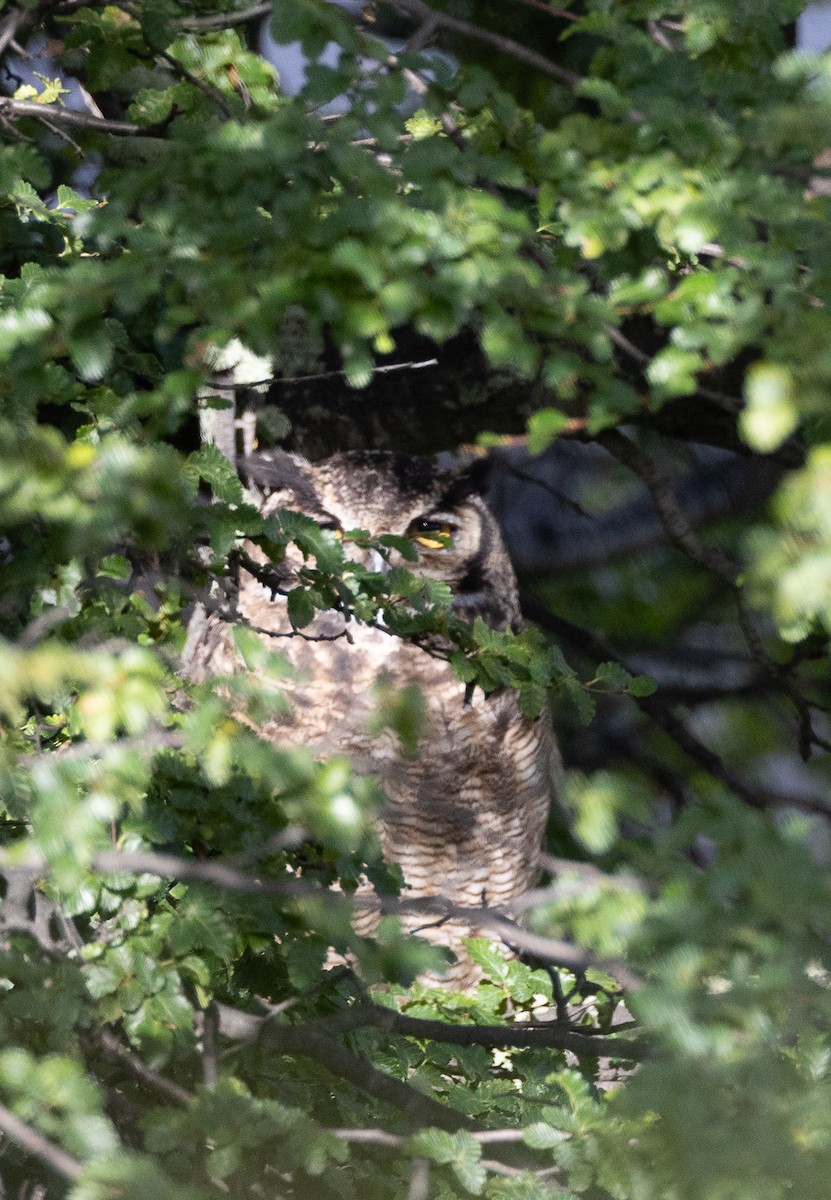 Lesser Horned Owl - ML647171598