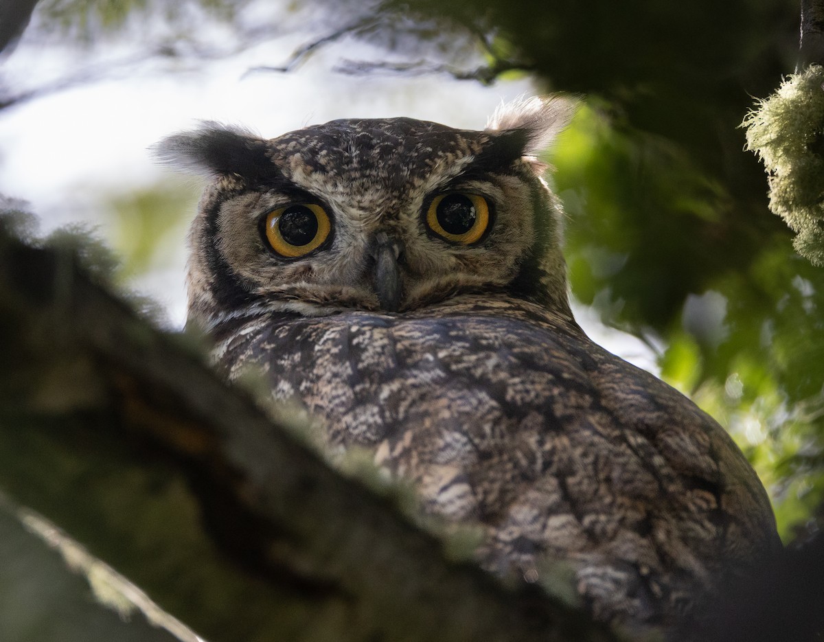 Lesser Horned Owl - ML647171599