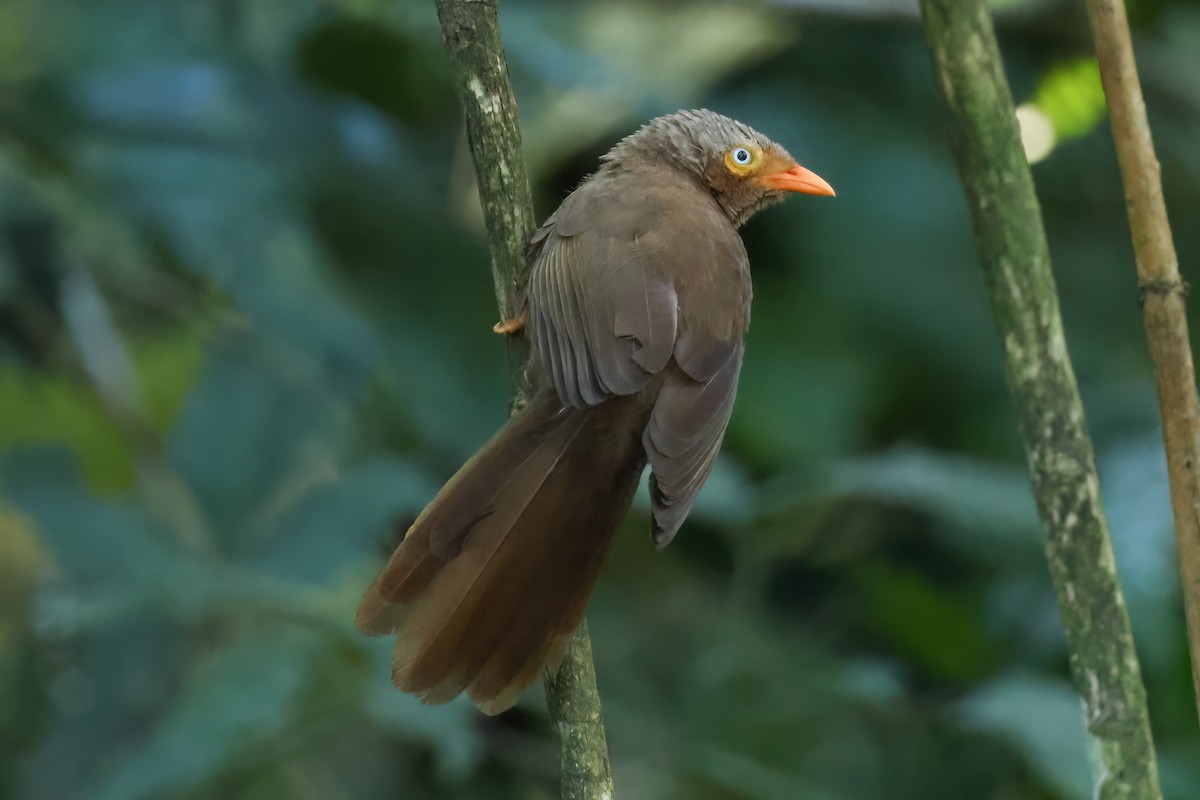 Orange-billed Babbler - ML647171601