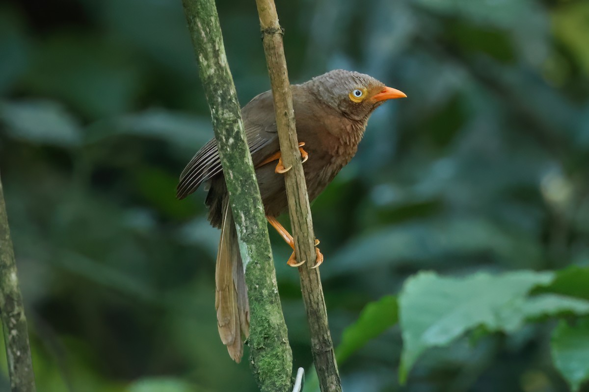 Orange-billed Babbler - ML647171602