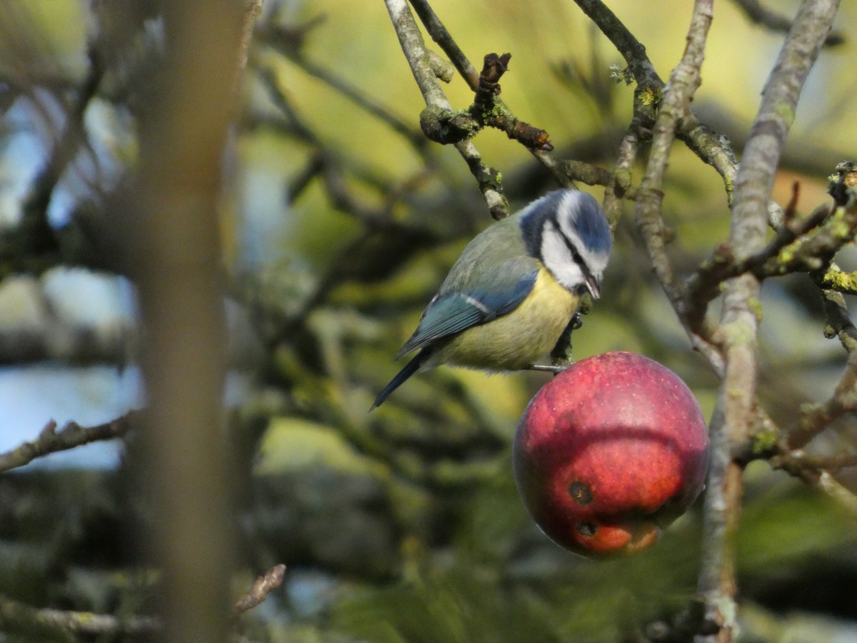 Eurasian Blue Tit - ML647171603