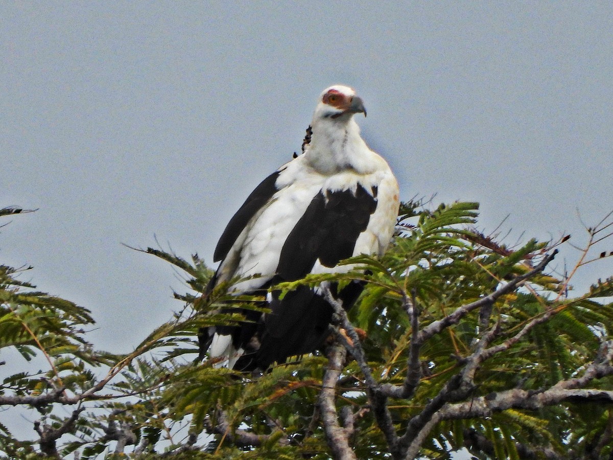Palm-nut Vulture - ML647171604
