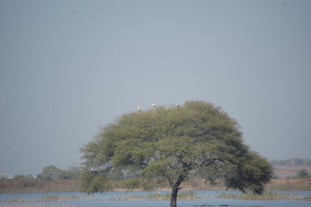 Painted Stork - ML647171605