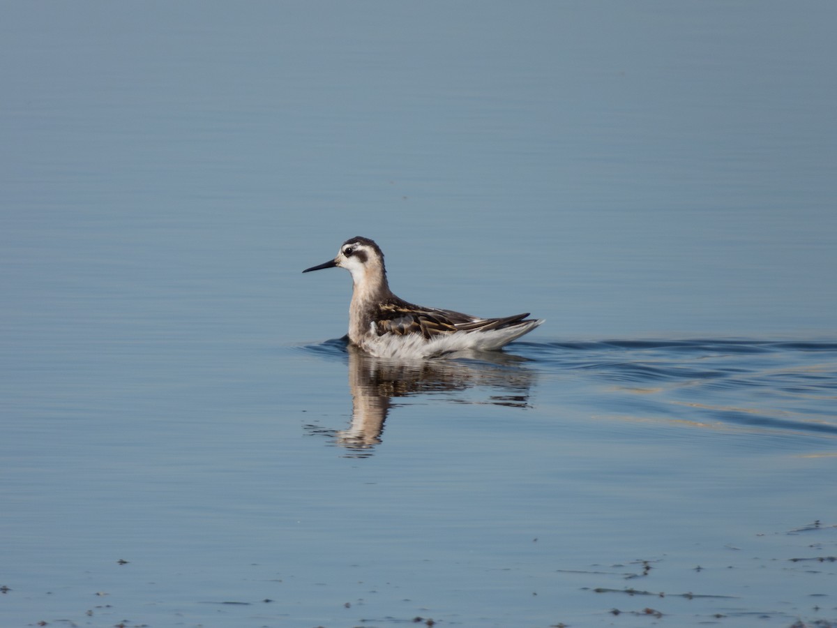Red-necked Phalarope - ML647171606