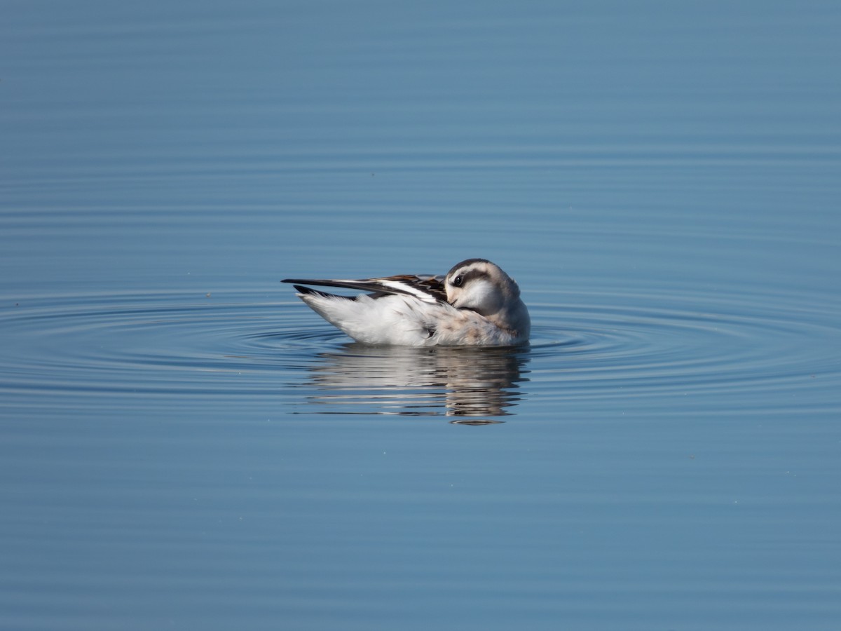 Red-necked Phalarope - ML647171607