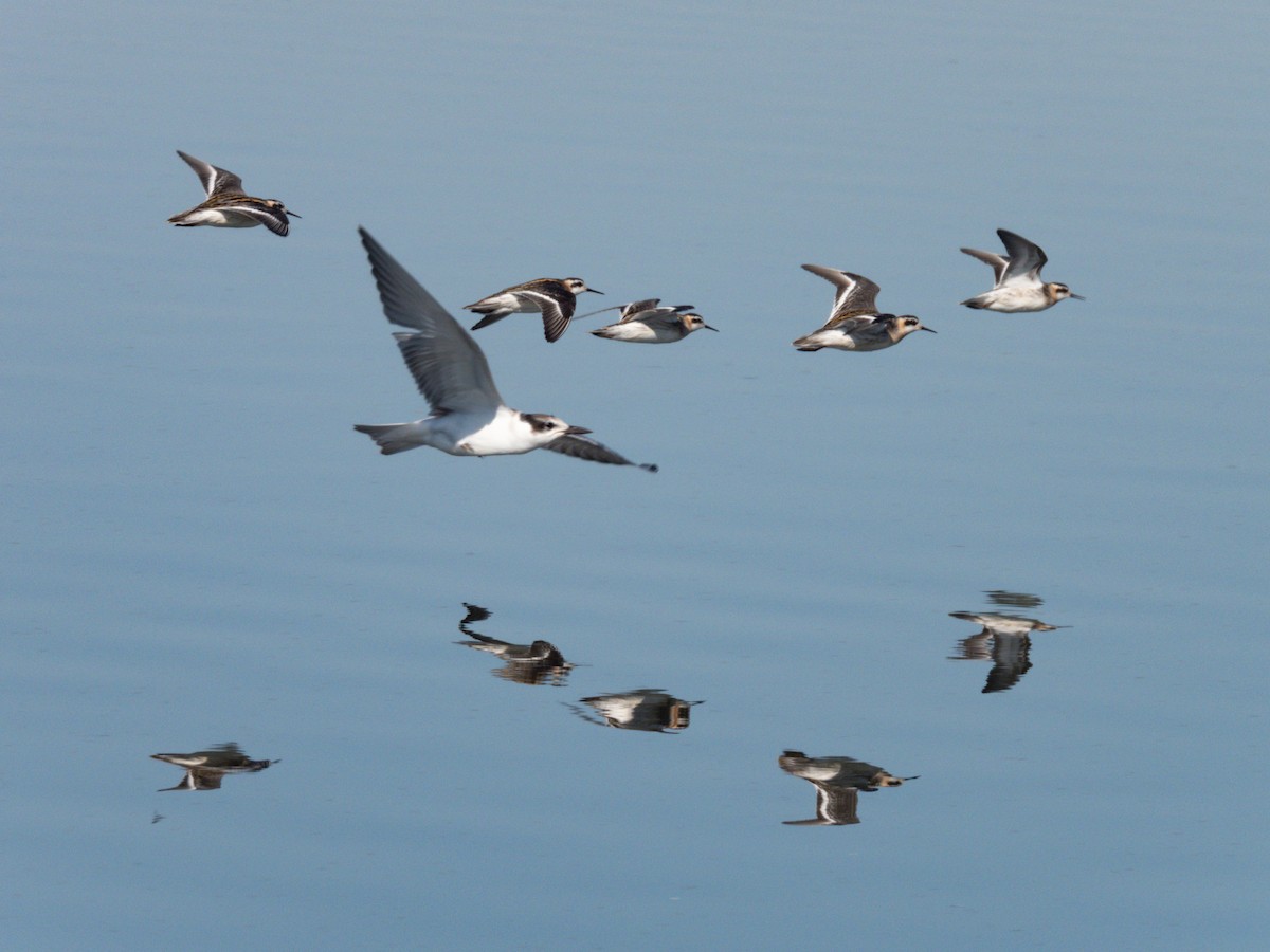 Red-necked Phalarope - ML647171608