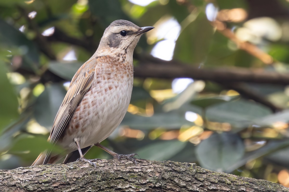 Naumann's Thrush - ML647171609