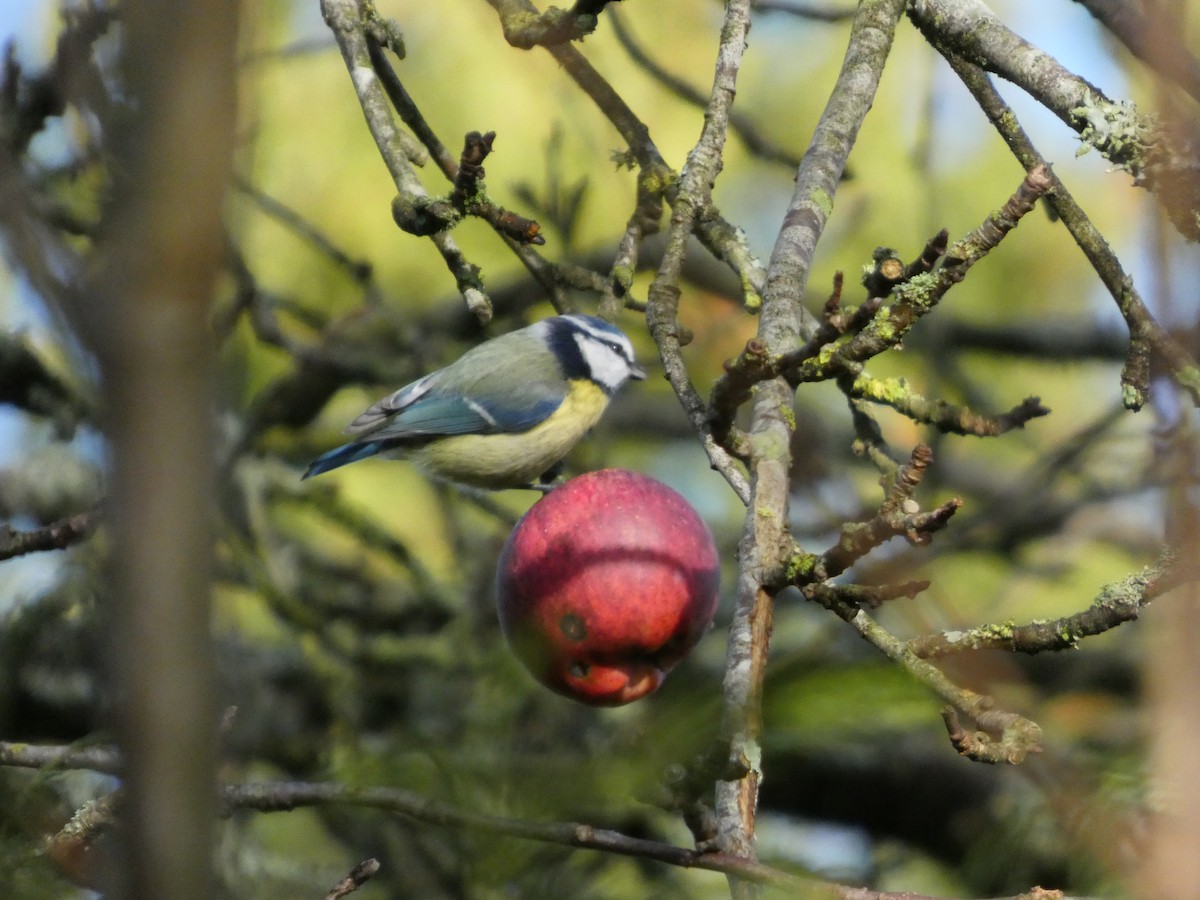 Eurasian Blue Tit - ML647171610