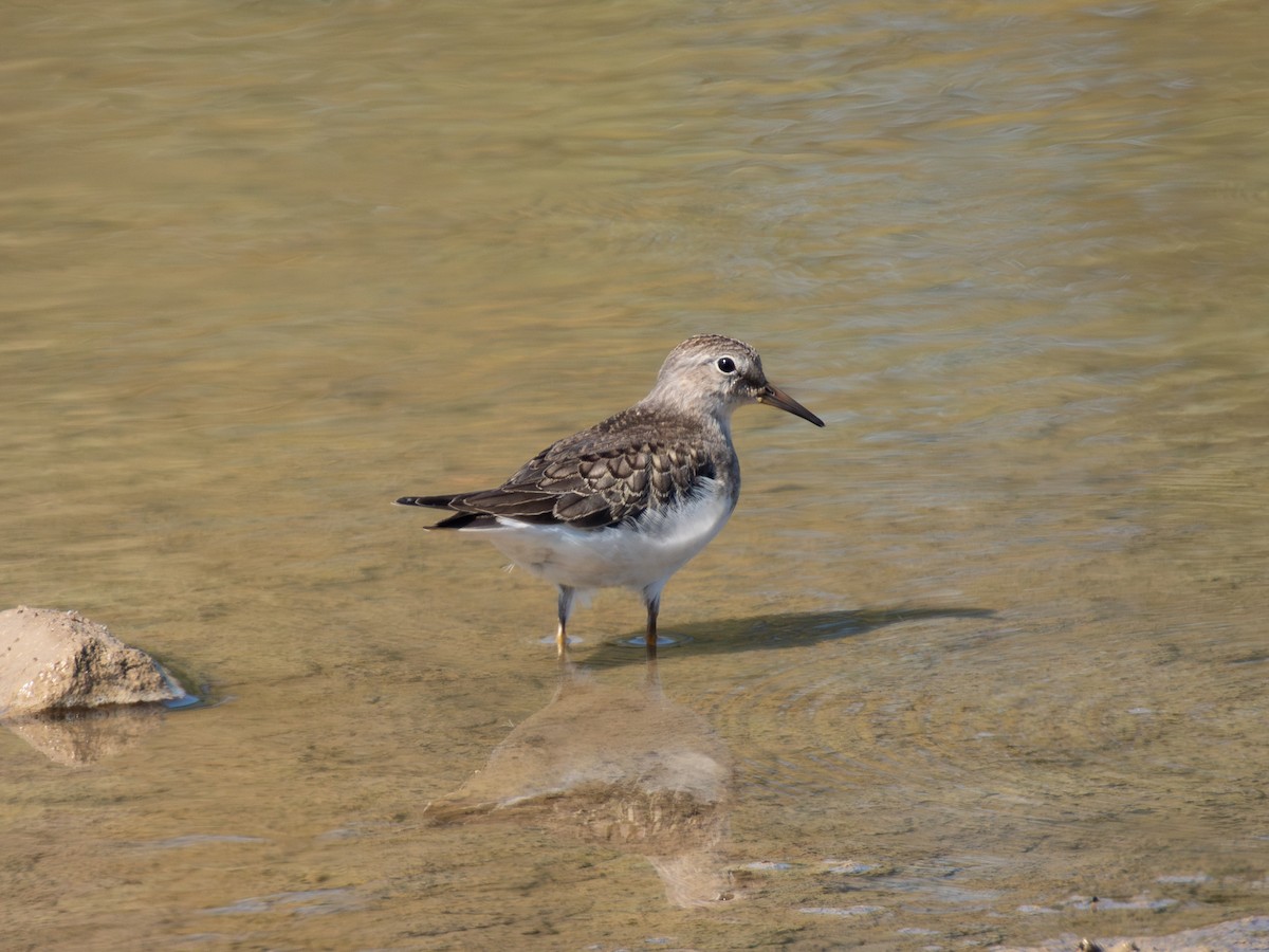 Temminck's Stint - ML647171617