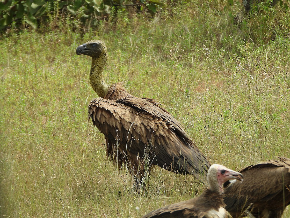 Buitre Dorsiblanco Africano - ML647171621