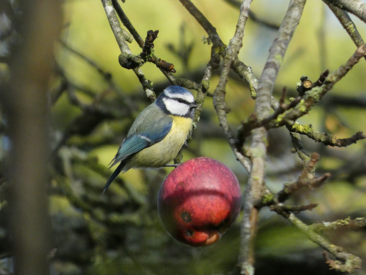 Eurasian Blue Tit - ML647171622