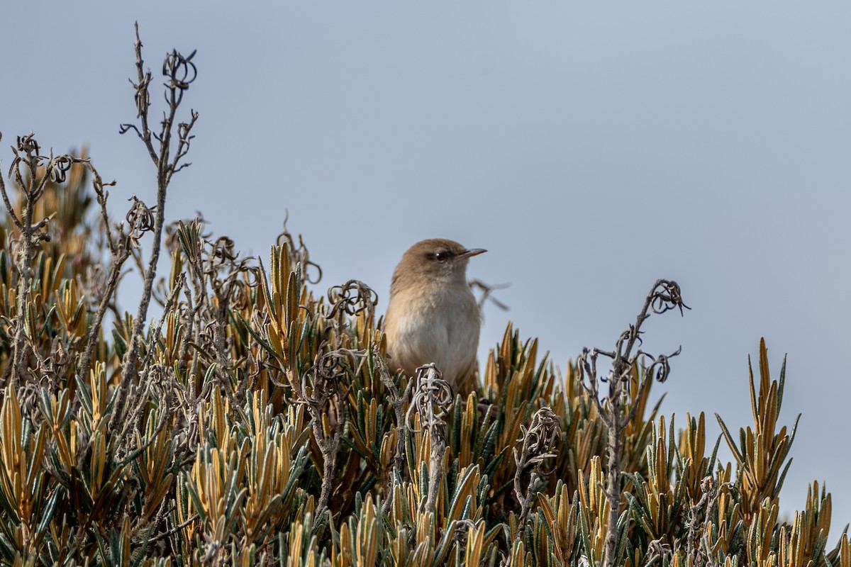 Apolinar's Wren - ML647171624