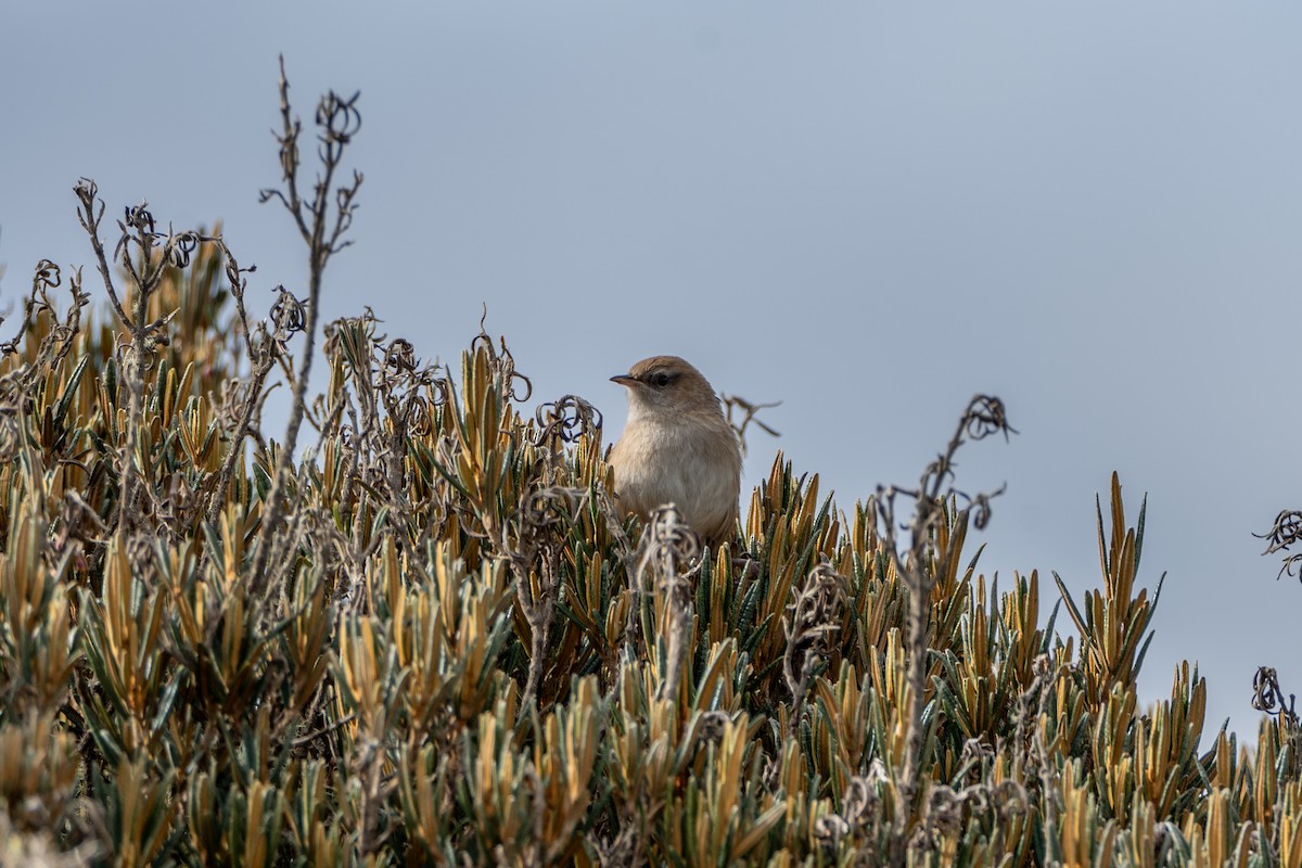Apolinar's Wren - ML647171625