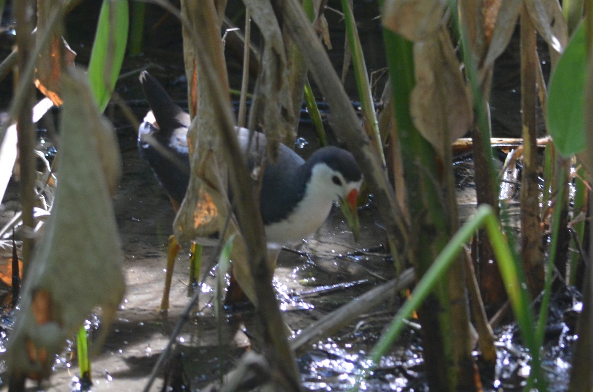 White-breasted Waterhen - ML647171628
