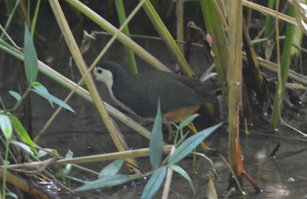 White-breasted Waterhen - ML647171629