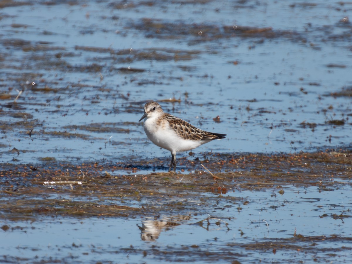 Little Stint - ML647171631