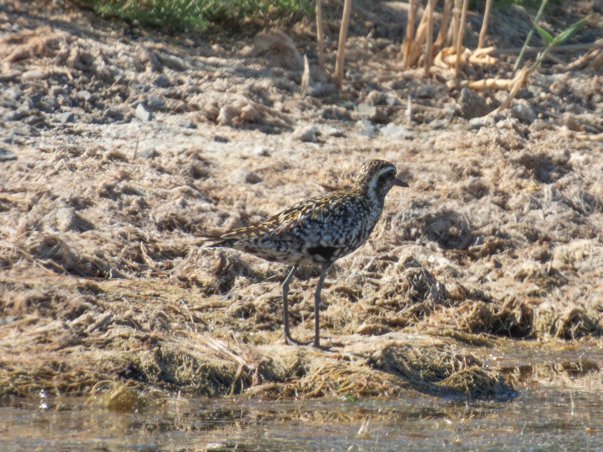 Pacific Golden-Plover - ML647171635