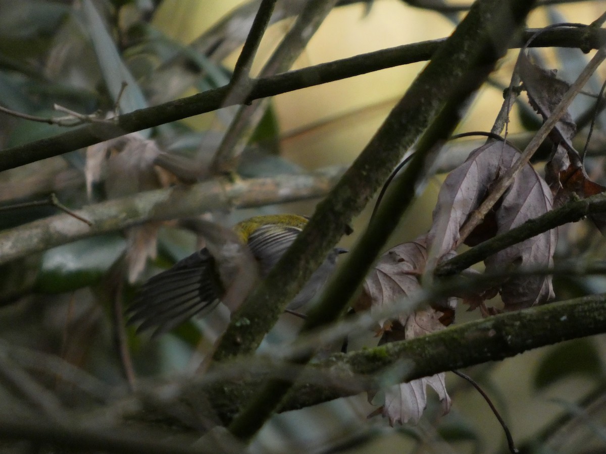 Common Firecrest - ML647171637