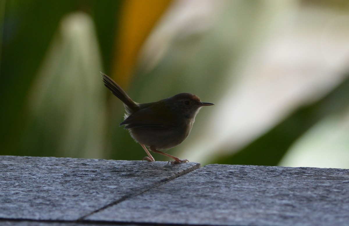 Common Tailorbird - ML647171642