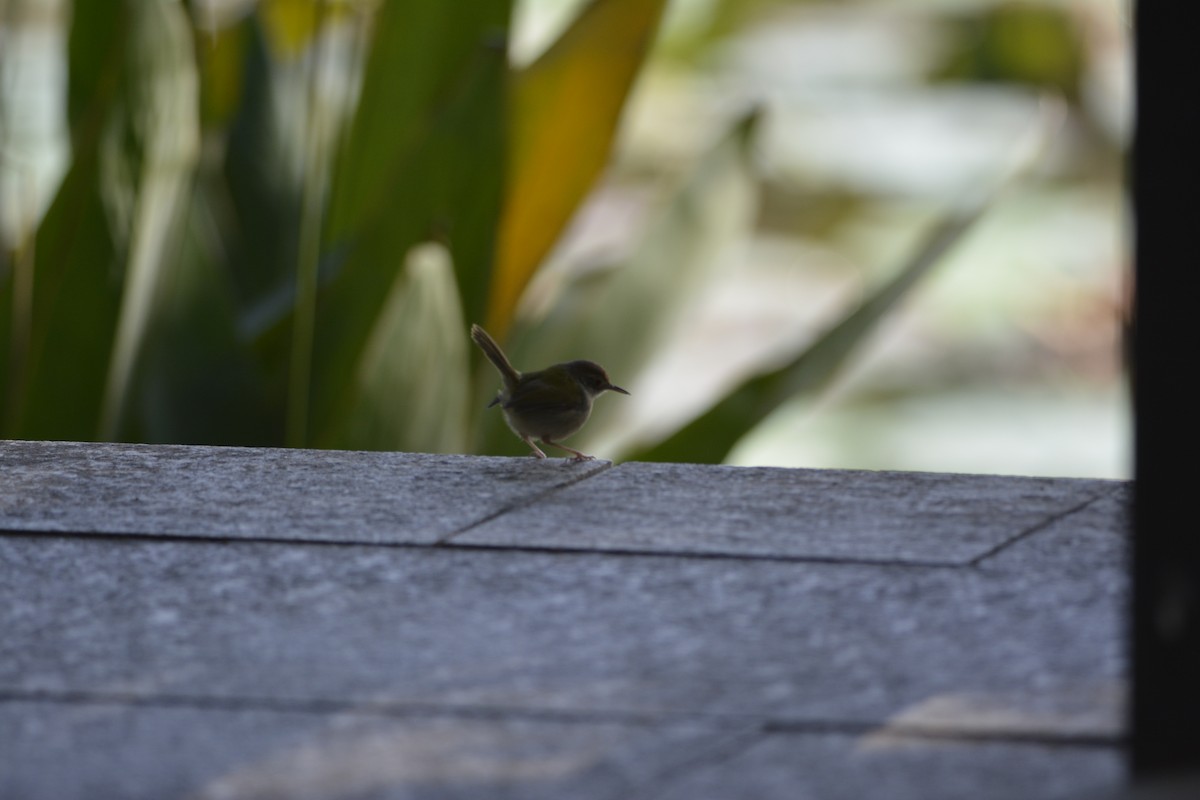 Common Tailorbird - ML647171643