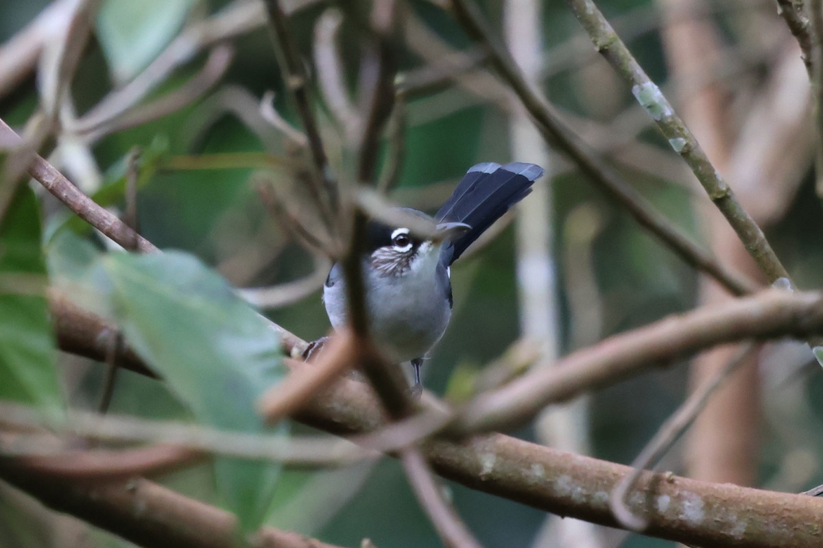 Black-headed Sibia - ML647171647