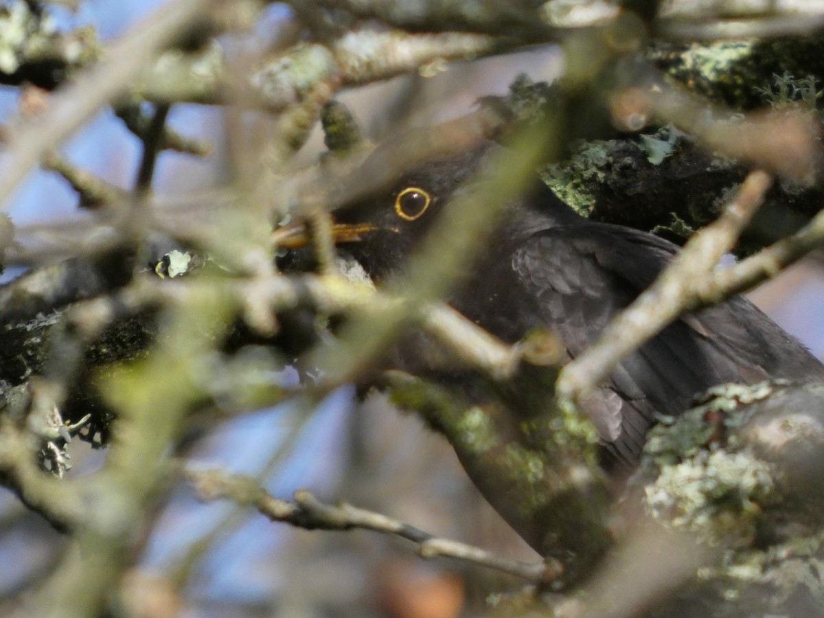 Eurasian Blackbird - ML647171669